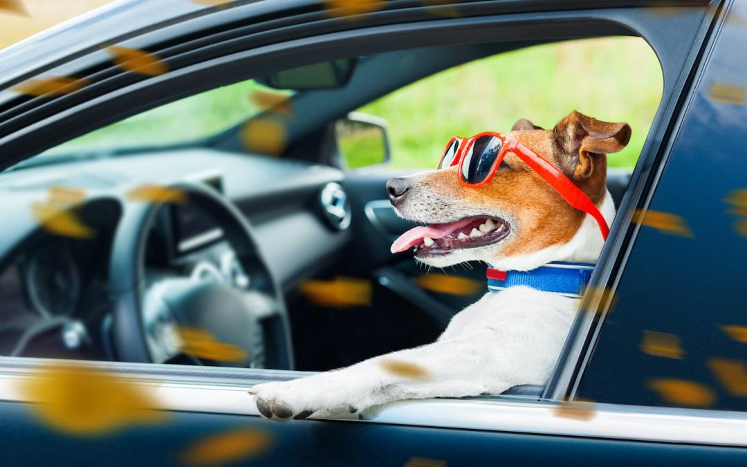 Road Trip Safety Tips When Taking Your Dog